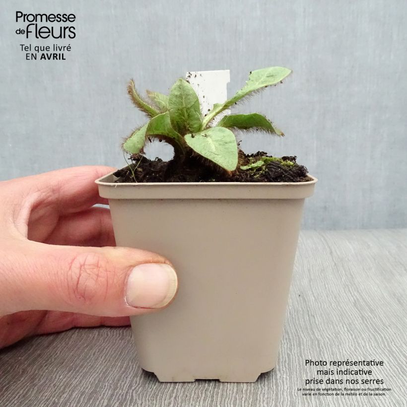 Meconopsis betonicifolia - Blue Poppy 8/9 cm pot sample as delivered in spring