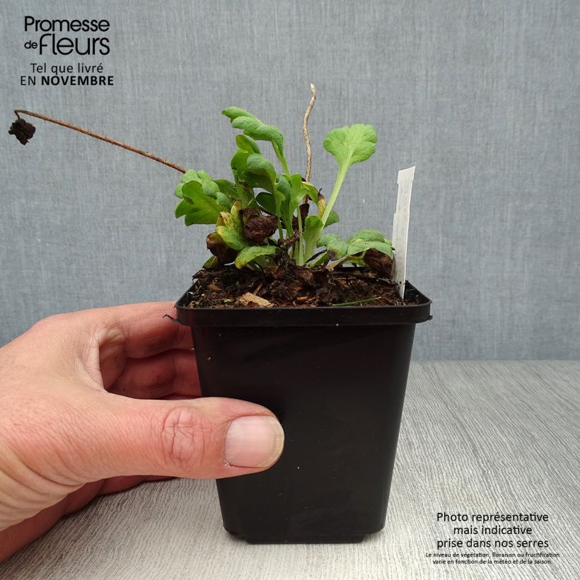 Papaver nudicaule Gartenzwerg Group 8/9 cm pot sample as delivered in autumn