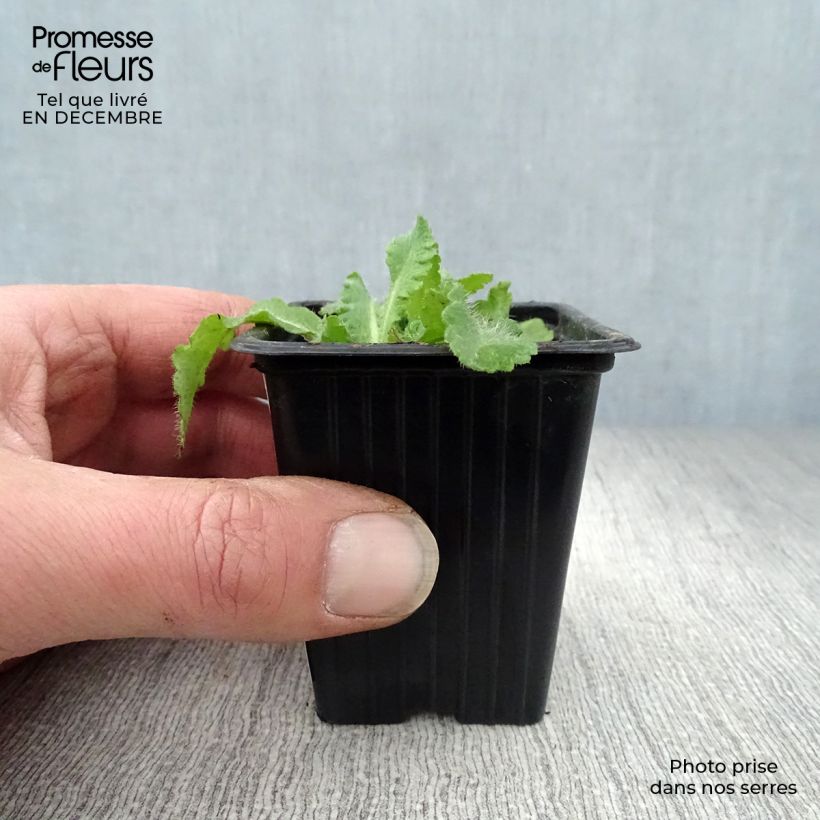 Papaver orientale Beauty of Livermere - Oriental Poppy 7/8 cm pot sample as delivered in winter