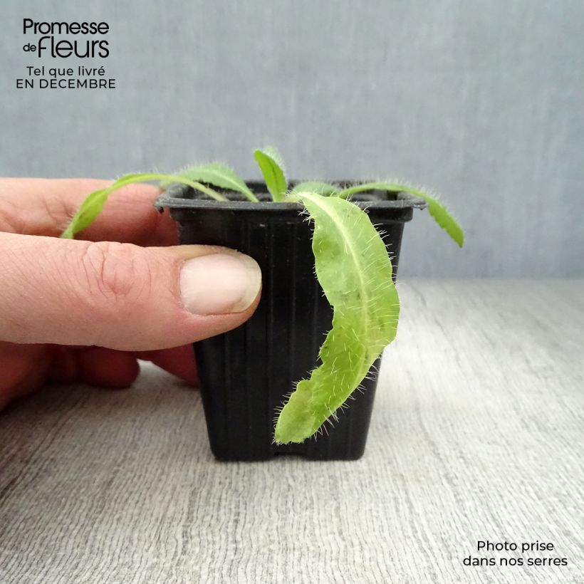 Papaver orientale Brilliant 7/8 cm pot sample as delivered in winter