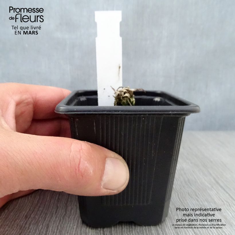 Papaver orientale Clochard - Oriental Poppy 8/9 cm pot sample as delivered in spring