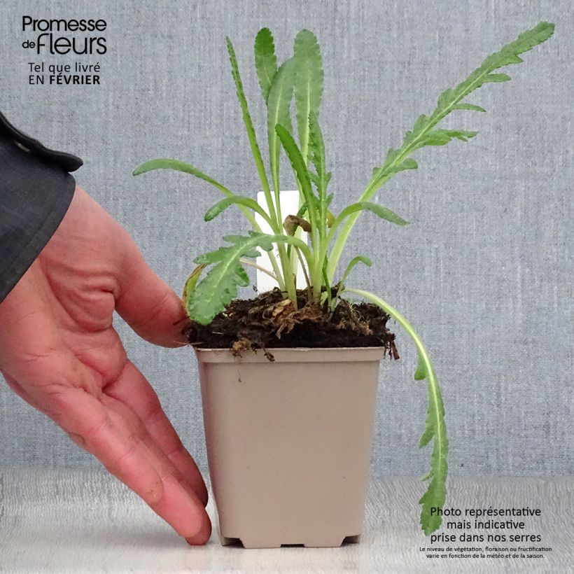 Papaver orientale Harvest Moon - Oriental Poppy 8/9 cm pot sample as delivered in winter