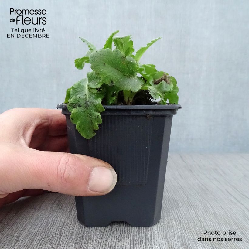 Papaver orientale Pattys Plum - Oriental Poppy 8/9 cm pot sample as delivered in winter