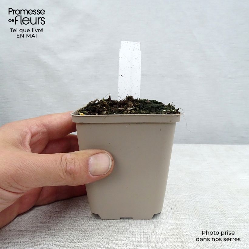 Papaver orientale Perrys White - Oriental Poppy 8/9 cm pot sample as delivered in spring