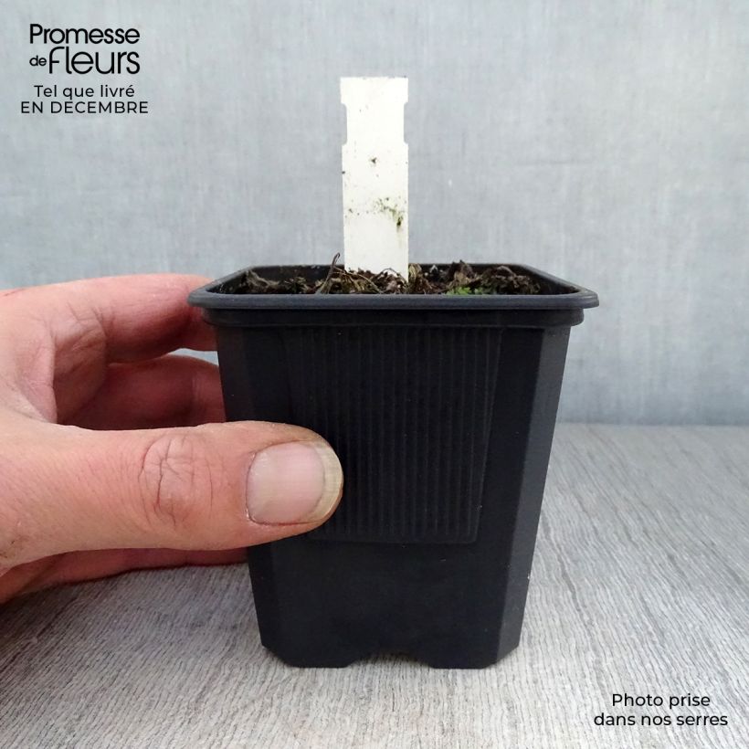 Papaver orientale Perrys White - Oriental Poppy 8/9 cm pot sample as delivered in winter