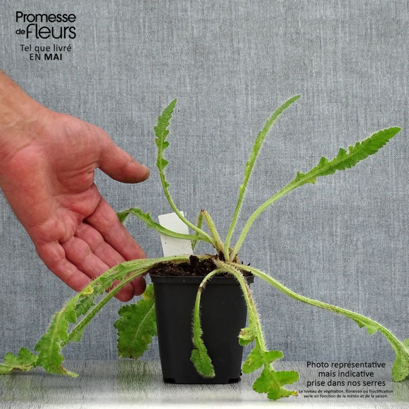 Papaver orientale Picotee - Oriental Poppy 8/9 cm pot sample as delivered in spring