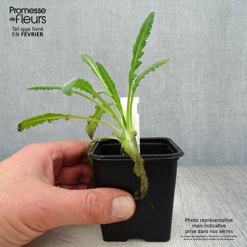 Papaver orientale 'Royal Chocolate Distinction' 8/9 cm pot sample as delivered in winter