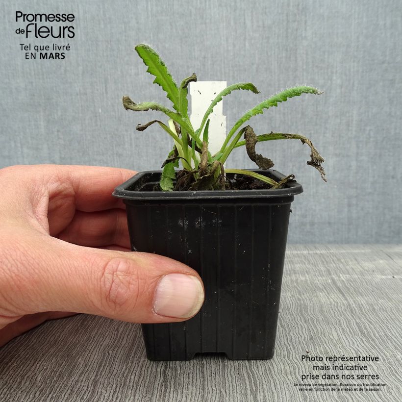 Papaver orientale 'Royal Chocolate Distinction' 8/9 cm pot sample as delivered in spring