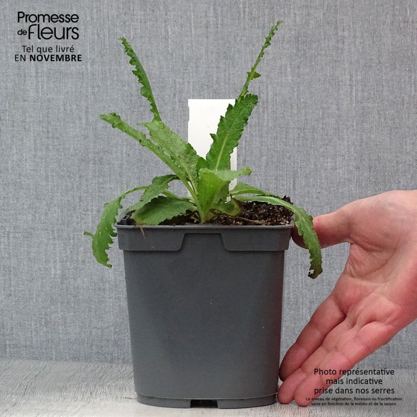 Papaver orientale Royal Wedding - Oriental Poppy 2L/3L pot sample as delivered in autumn