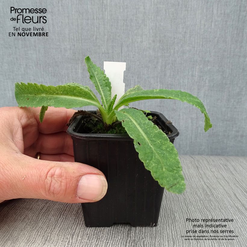 Papaver orientale Türkenlouis - Oriental Poppy 8/9 cm pot sample as delivered in autumn