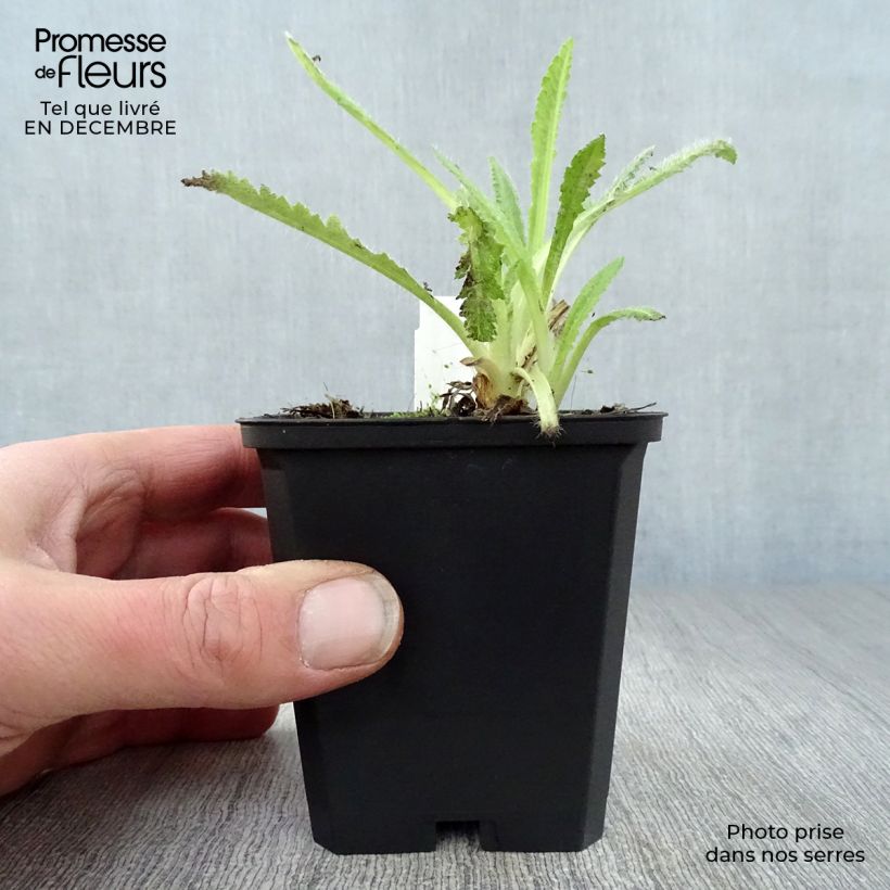 Papaver orientale Türkenlouis - Oriental Poppy 8/9 cm pot sample as delivered in winter