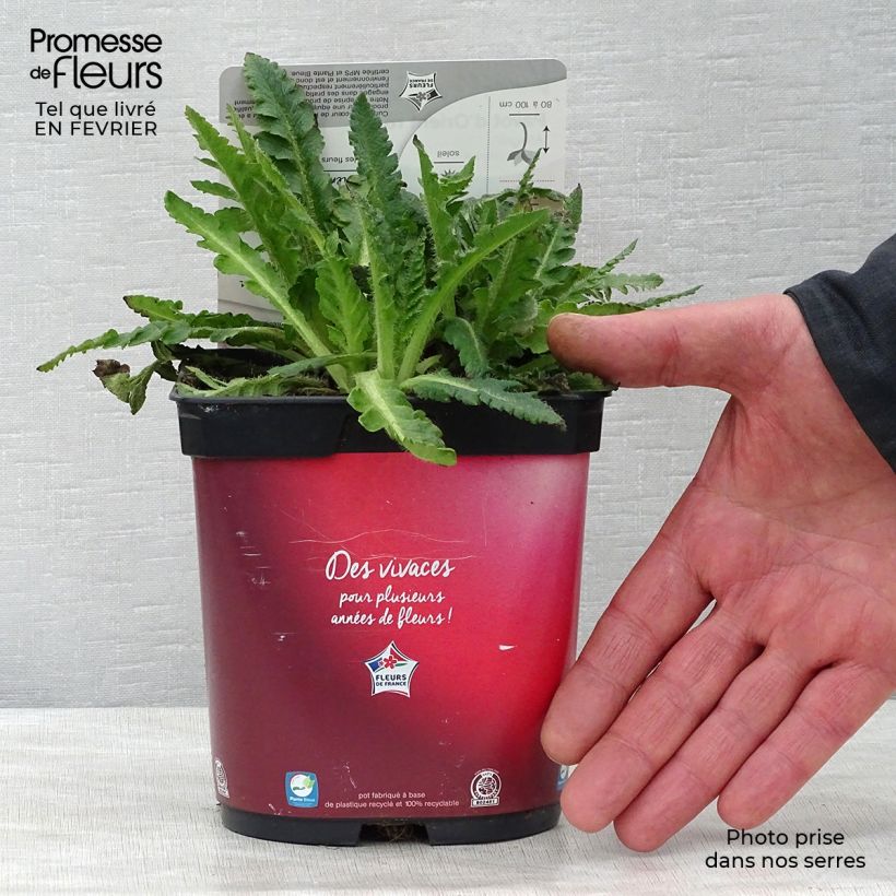 Papaver orientale Allegro - Oriental Poppy 2L/3L pot sample as delivered in winter