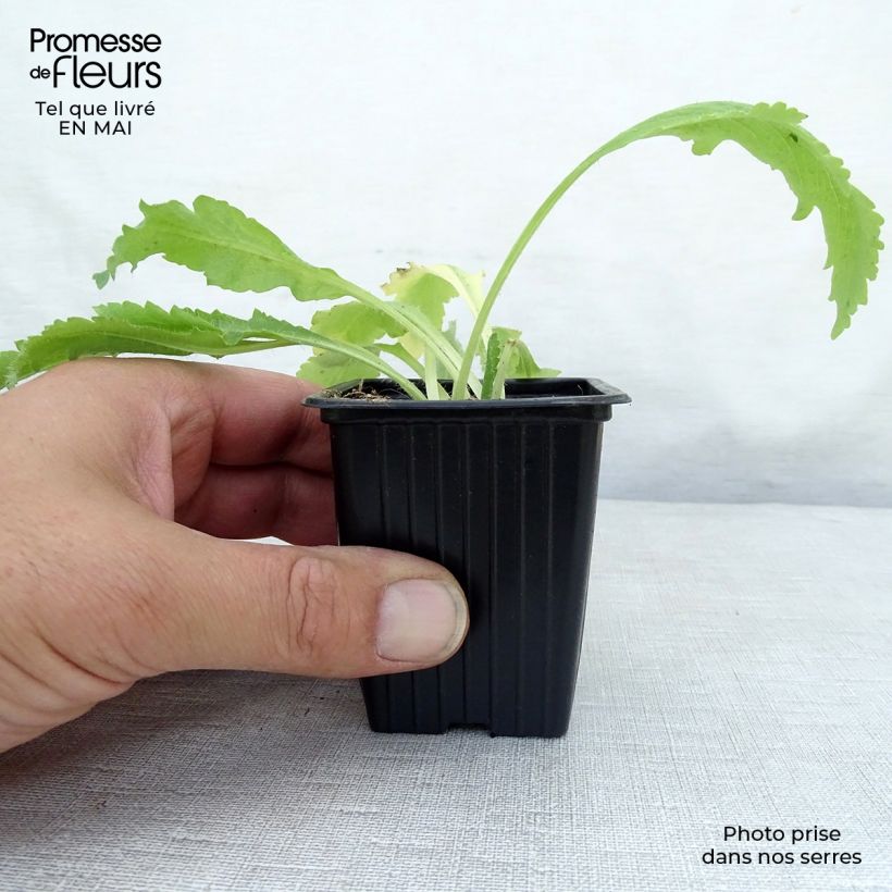 Papaver orientale Allegro - Oriental Poppy 7/8 cm pot sample as delivered in spring