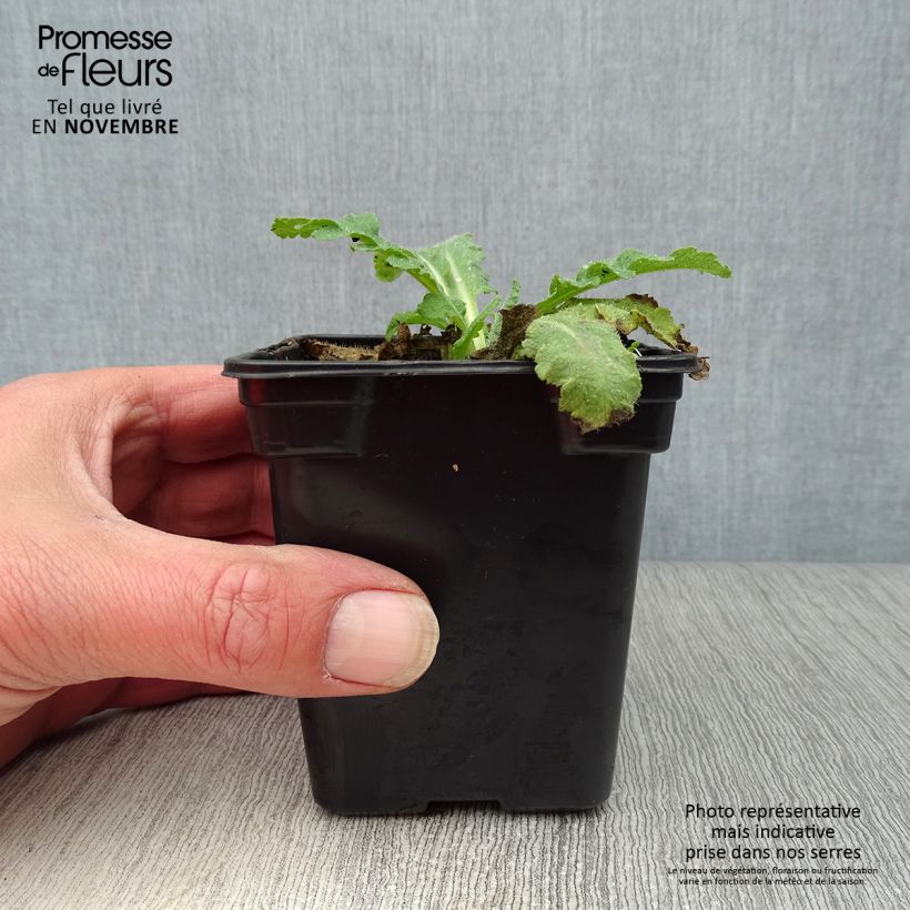 Papaver orientale Beauty of Livermere - Oriental Poppy 7/8 cm pot sample as delivered in autumn