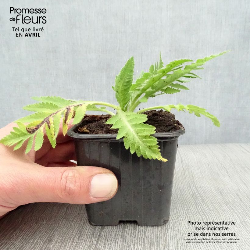 Papaver orientale Beauty of Livermere - Oriental Poppy 7/8 cm pot sample as delivered in spring