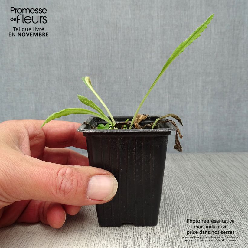 Papaver orientale Brilliant 7/8 cm pot sample as delivered in autumn