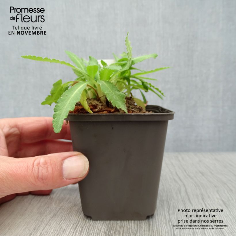 Papaver orientale Pattys Plum - Oriental Poppy 8/9 cm pot sample as delivered in autumn