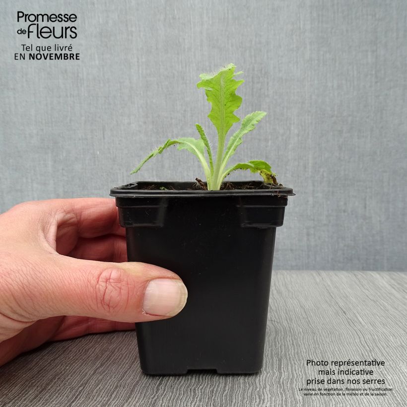 Papaver orientale Allegro - Oriental Poppy 7/8 cm pot sample as delivered in autumn