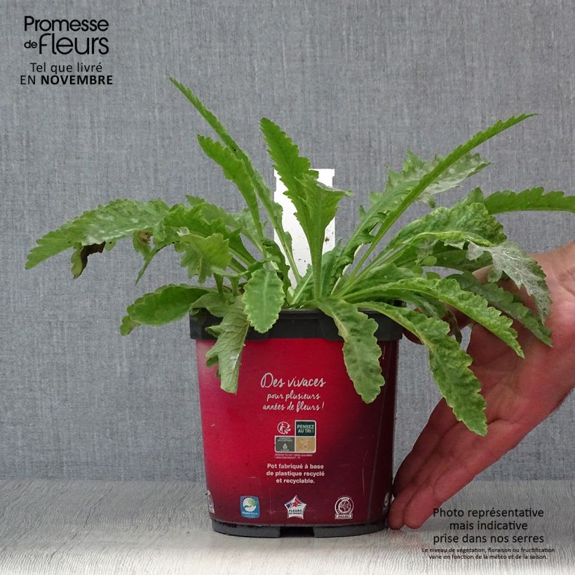 Papaver orientale Allegro - Oriental Poppy 2L/3L pot sample as delivered in autumn