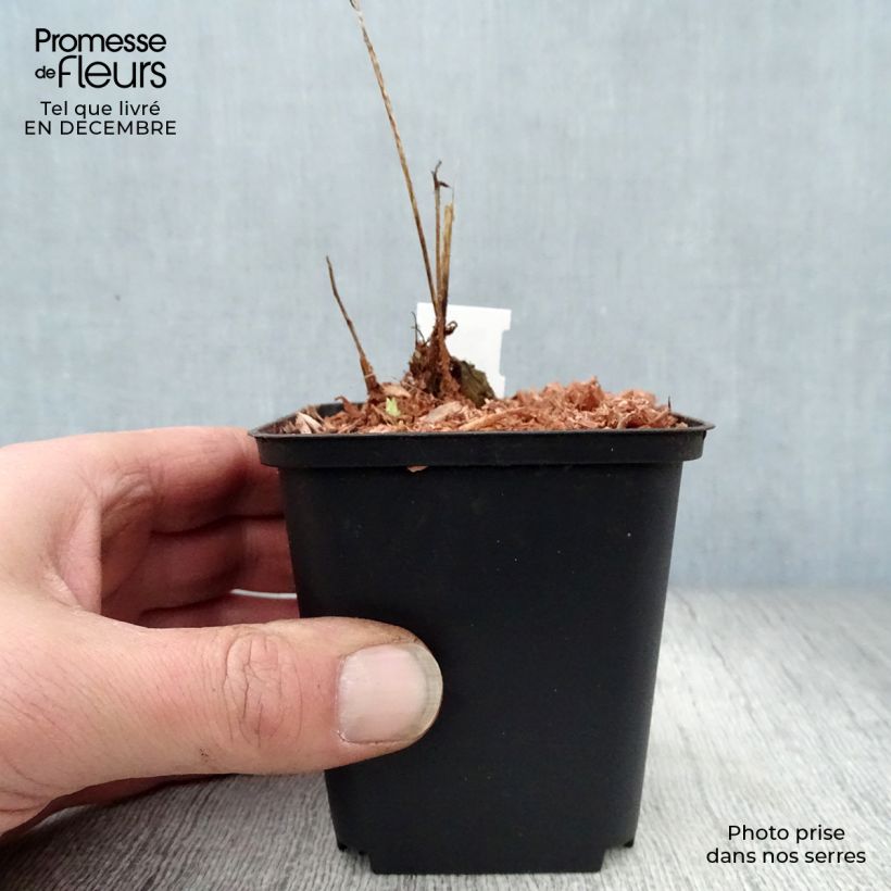 Meconopsis cambrica - Blue Poppy 8/9 cm pot sample as delivered in winter