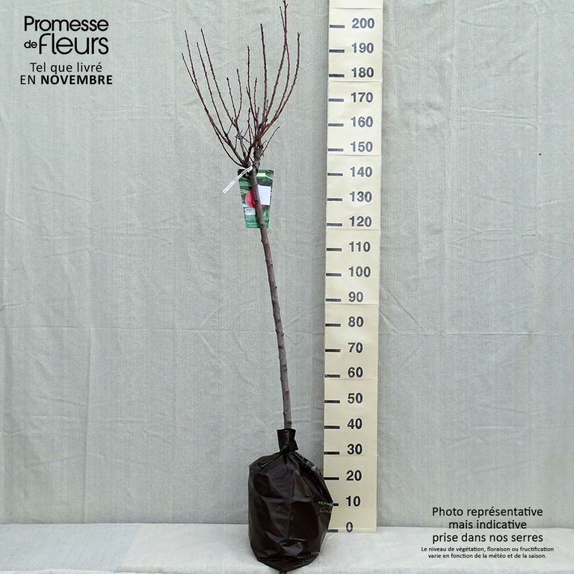 Prunus persica Andromeda - Peach Tree Ready-to-plant root ball, Half standard sample as delivered in autumn