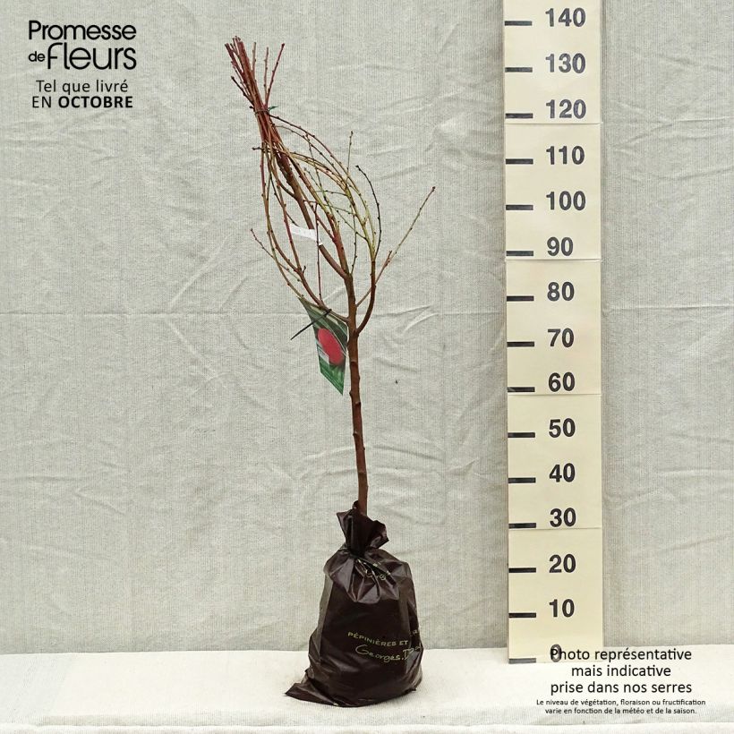 Prunus persica Andromeda - Peach Tree Ready-to-plant root ball, Goblet sample as delivered in autumn