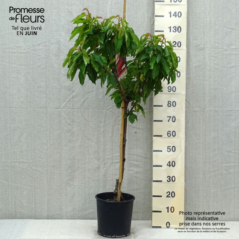 Prunus persica Dwarf Peach Dixired - Dwarf Peach Tree 7.5L/10L pot, Goblet sample as delivered in spring