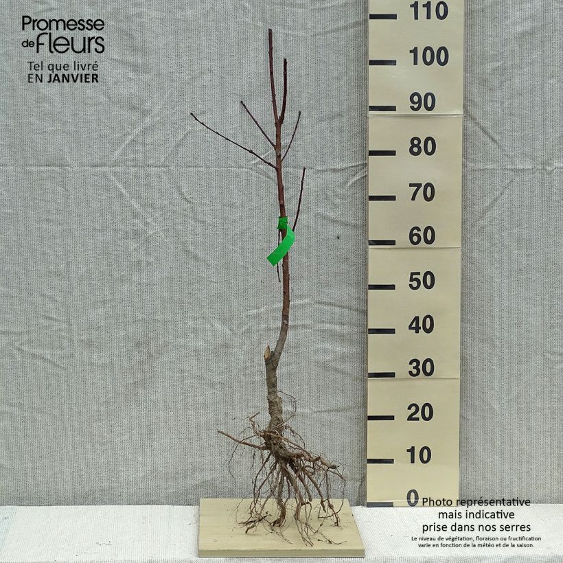 Prunus persica Madeleine de Courson - Peach Tree sample as delivered in winter