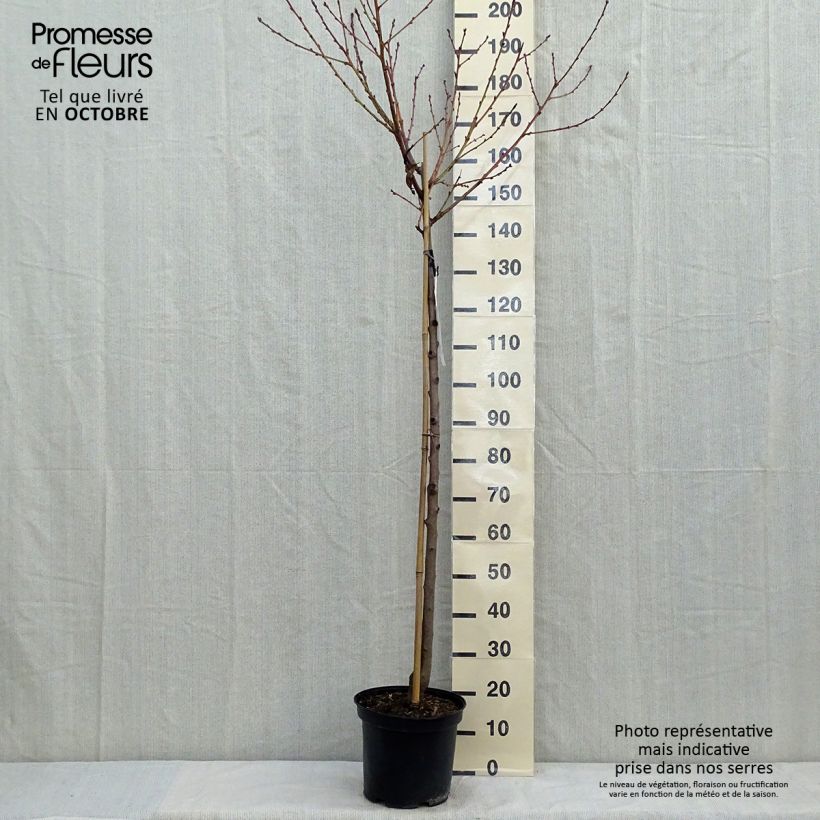 Prunus persica Redhaven - Peach Tree 7.5L/10L pot, Half standard sample as delivered in autumn