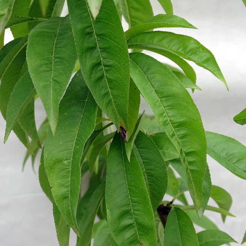 Prunus persica Redhaven - Peach Tree (Foliage)