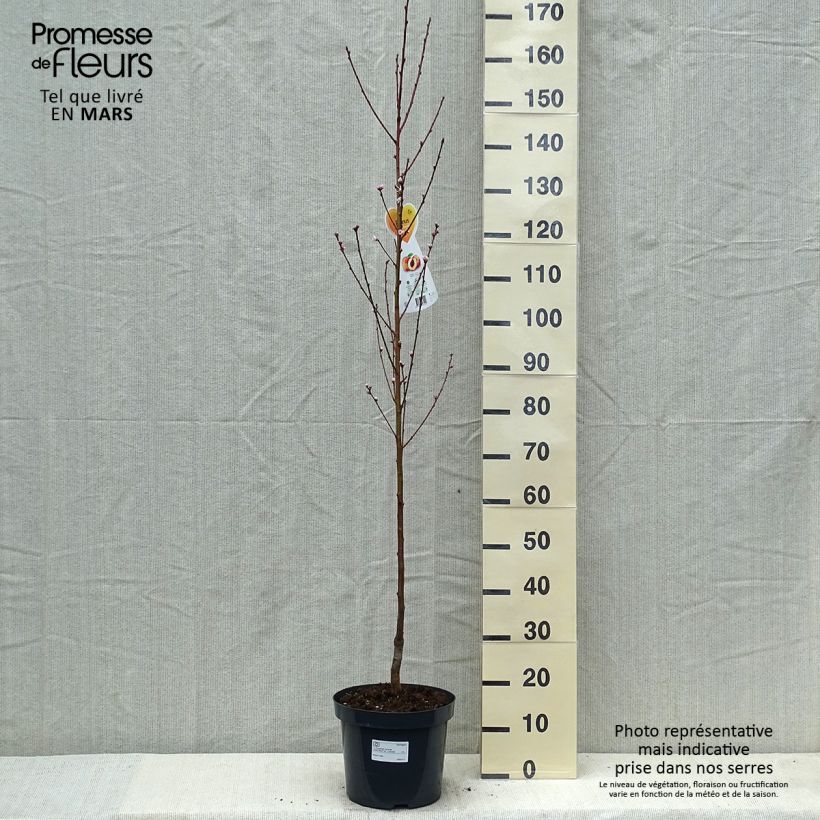 Prunus persica Suncrest - Peach Tree 7.5L/10L pot, Goblet sample as delivered in spring