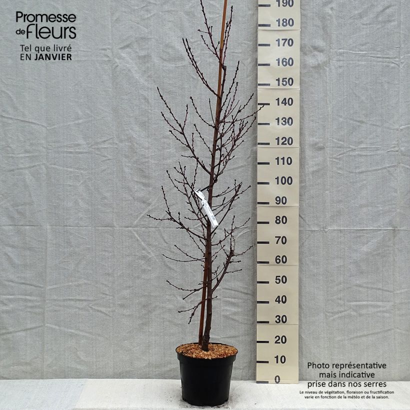 Prunus persica Taoflora Pink - Peach Tree 7.5L/10L pot sample as delivered in winter