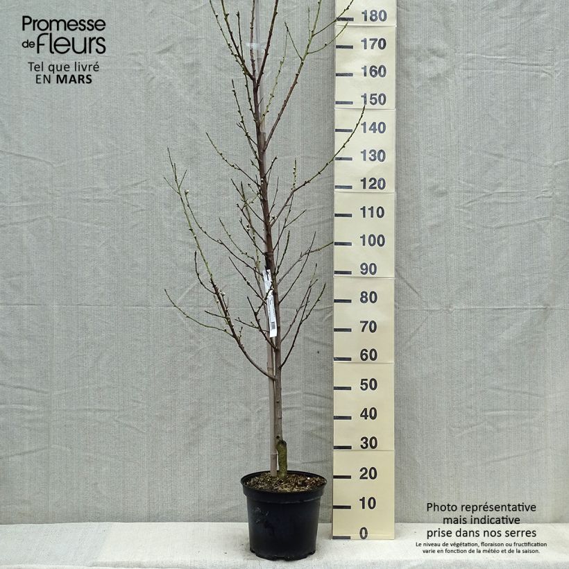 Prunus persica Taoflora White - Peach Tree 7.5L/10L pot, Sapling sample as delivered in spring