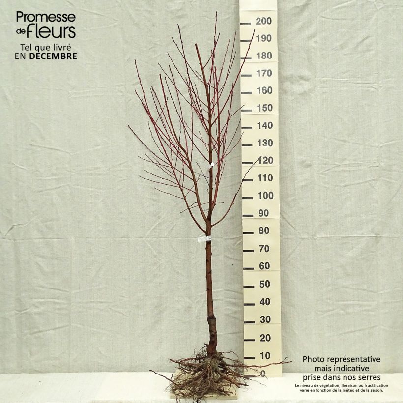 Prunus persica Andromeda - Peach Tree Bare root, Goblet sample as delivered in winter