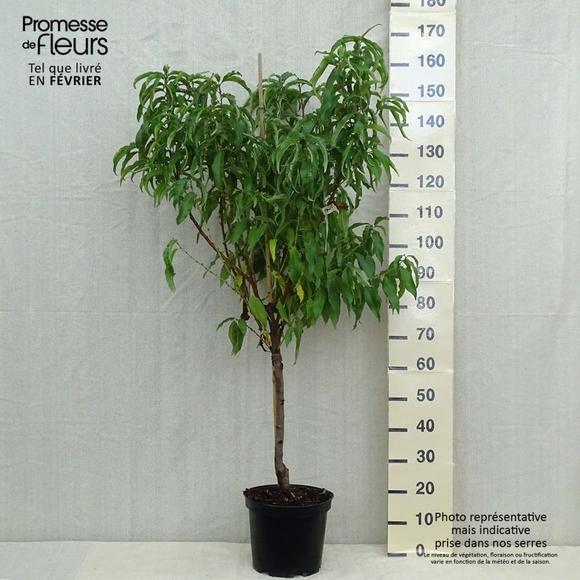Prunus persica Vigne jaune - Vineyard Peach tree 7.5L/10L pot, Goblet sample as delivered in autumn