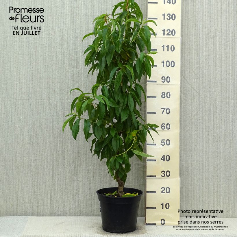 Prunus persica Vigne jaune - Vineyard Peach tree 7.5L/10L pot, Goblet sample as delivered in summer