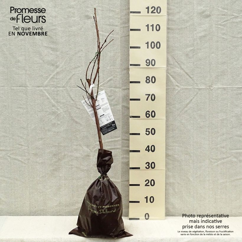 Prunus persica Blood Peach - Vineyard Peach Ready-to-plant root ball, Goblet sample as delivered in autumn