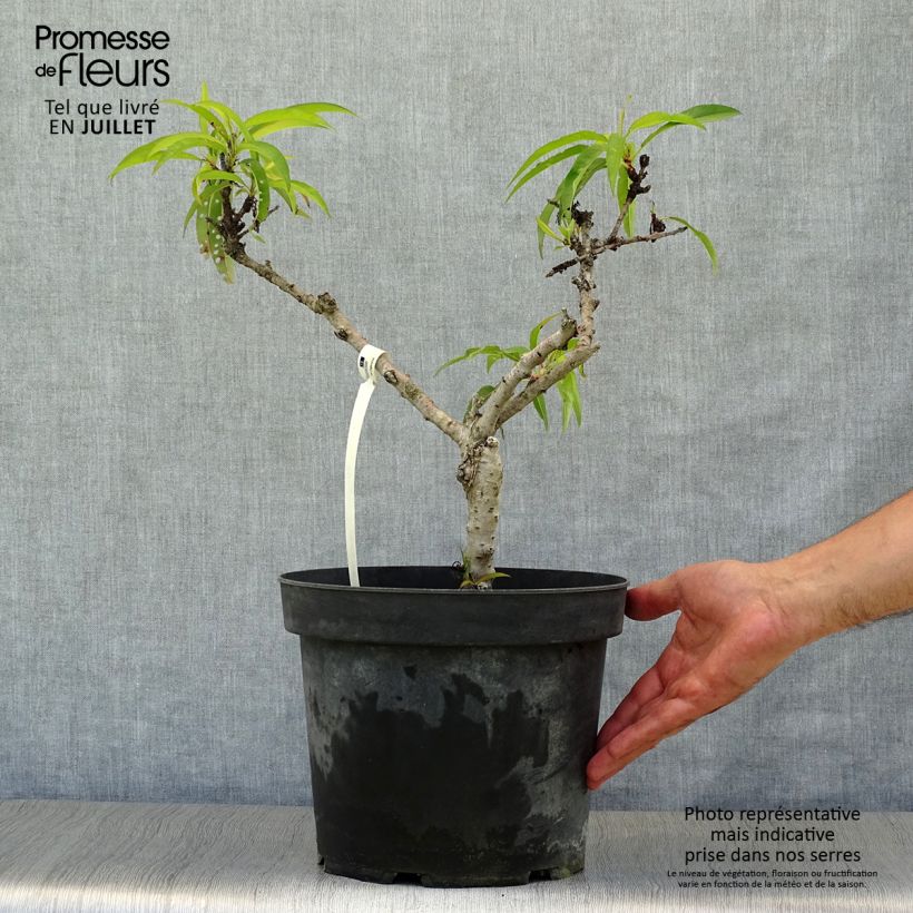 Prunus persica Diamond Zaipevi - Dwarf Peach 6L/7L pot, Quarter standard sample as delivered in summer