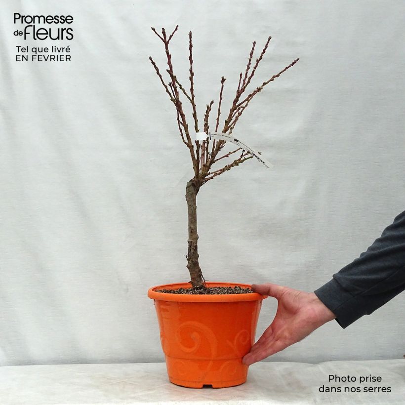 Prunus persica Diamond Zaipevi - Dwarf Peach 6L/7L pot, Dwarf sample as delivered in winter