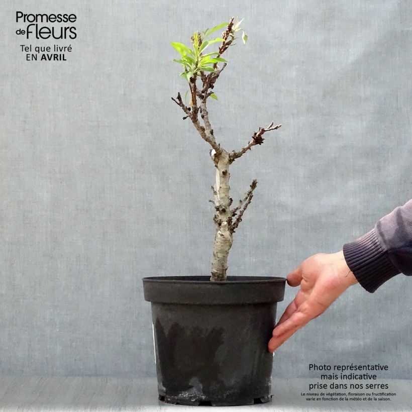 Prunus persica Diamond Zaipevi - Dwarf Peach 6L/7L pot, Quarter standard sample as delivered in spring