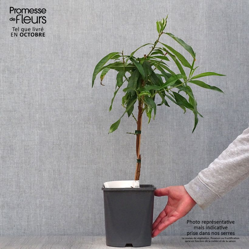 Prunus persica Fruit Me Peach Me Donut - Dwarf Nectarine Peach Tree 4L/5L pot, Dwarf sample as delivered in autumn