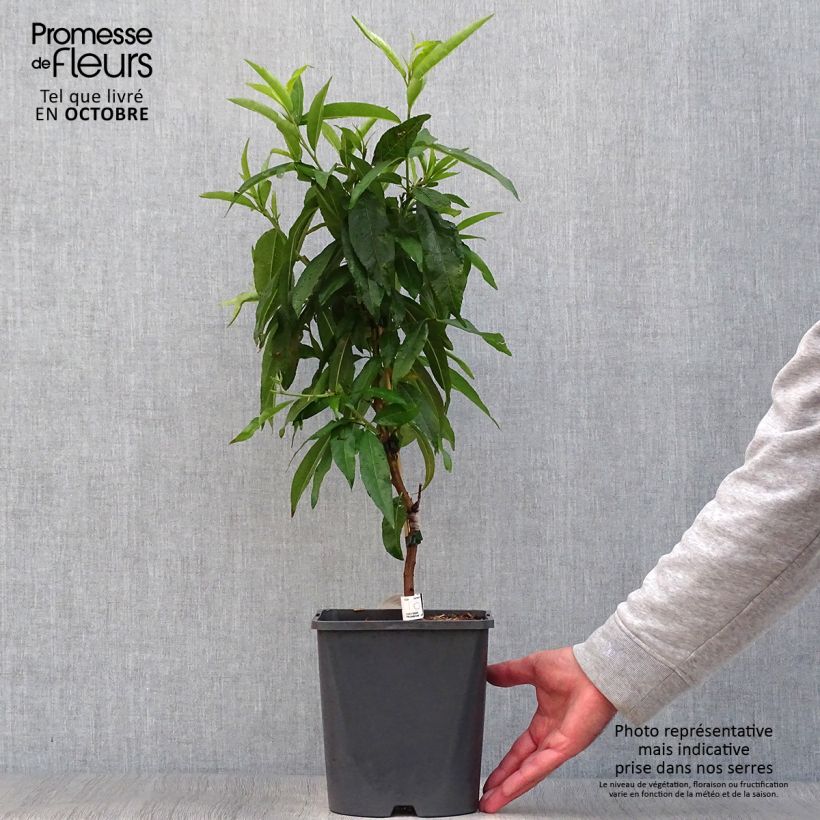 Prunus persica Fruit Me Peach Me Red - Dwarf Nectarine Peach Tree 4L/5L pot, Dwarf sample as delivered in autumn