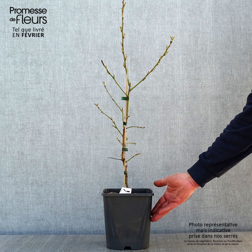 Prunus persica Fruit Me Peach Me Red - Dwarf Nectarine Peach Tree 4L/5L pot, Dwarf sample as delivered in winter
