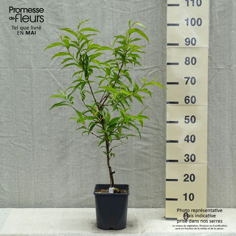Prunus persica Fruit Me Peach Me Red - Dwarf Nectarine Peach Tree 4L/5L pot, Dwarf sample as delivered in spring