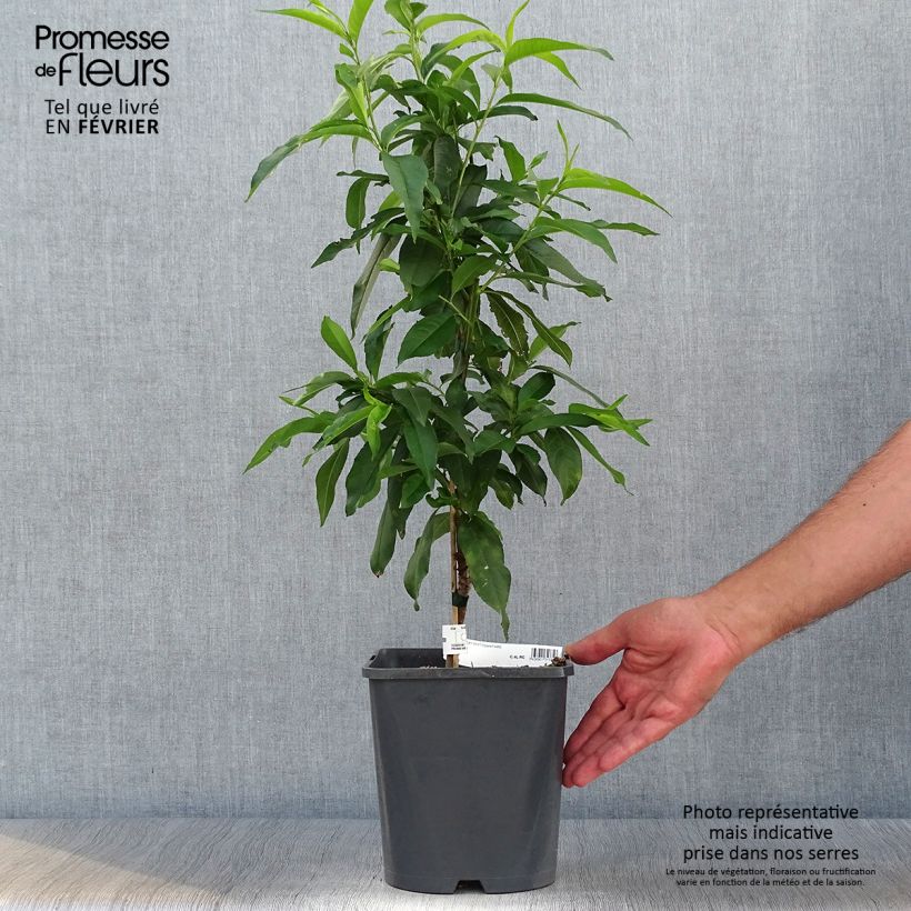 Prunus persica Fruit Me Peach Me Yellow - Dwarf Peach Tree 4L/5L pot, Dwarf sample as delivered in autumn
