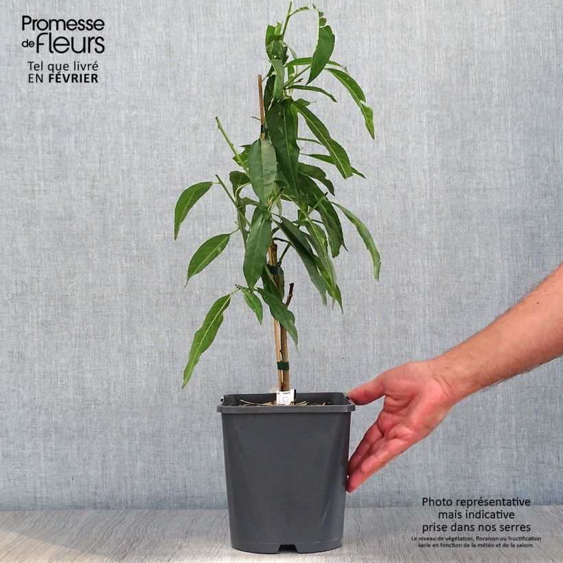 Prunus persica Ice Peach - Dwarf Peach Tree 4L/5L pot, Dwarf sample as delivered in autumn
