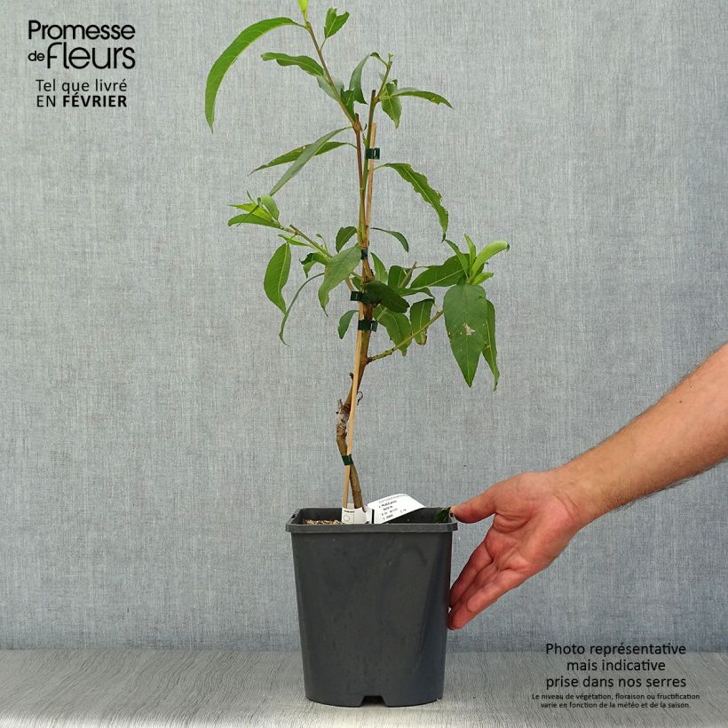 Prunus persica Fruit Me Necta Me - Dwarf Nectarine Peach Tree 4L/5L pot, Dwarf sample as delivered in autumn
