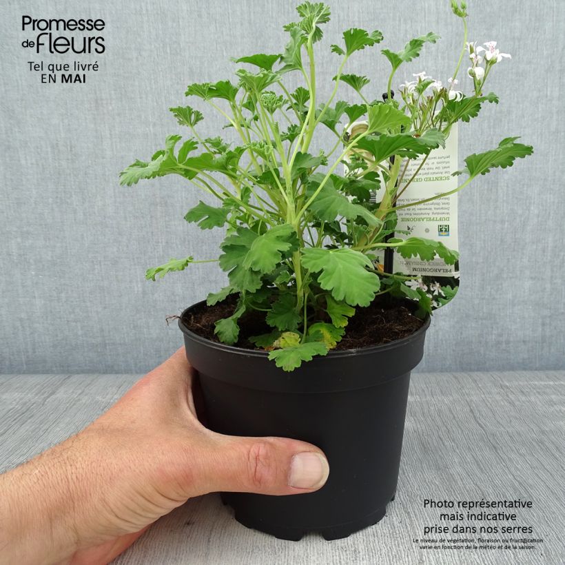 Pelargonium Ardwick Cinnamon 1.5L/2L pot sample as delivered in spring