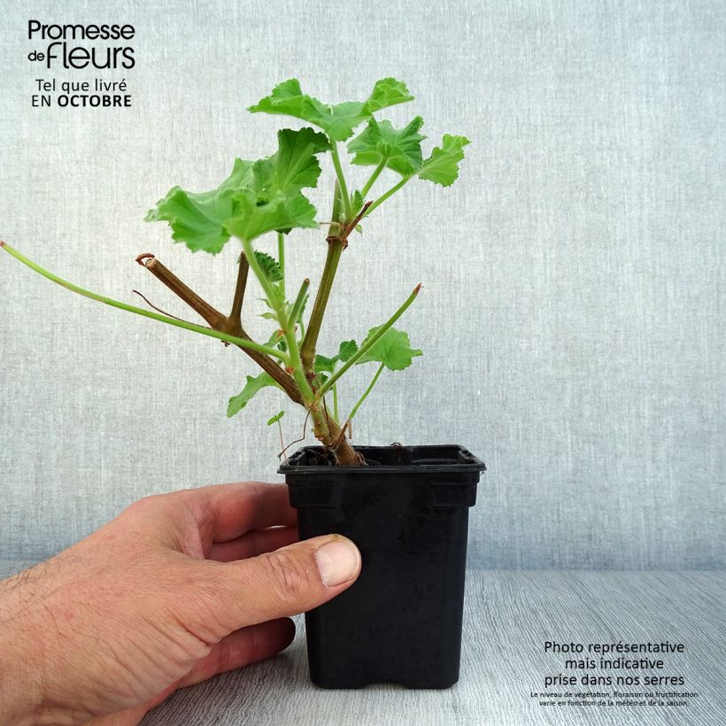 Pelargonium Atomic Snowflake 7/8 cm pot sample as delivered in autumn