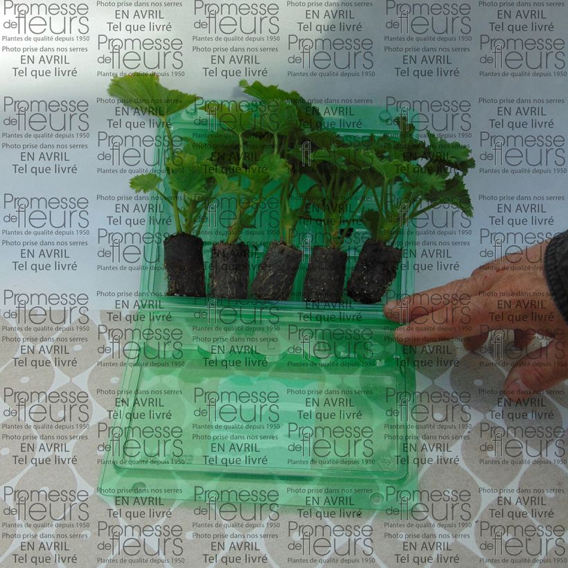 Example of Pelargonium Bermuda Pink - Regal Geranium Plug plant 3/4cm specimen as delivered